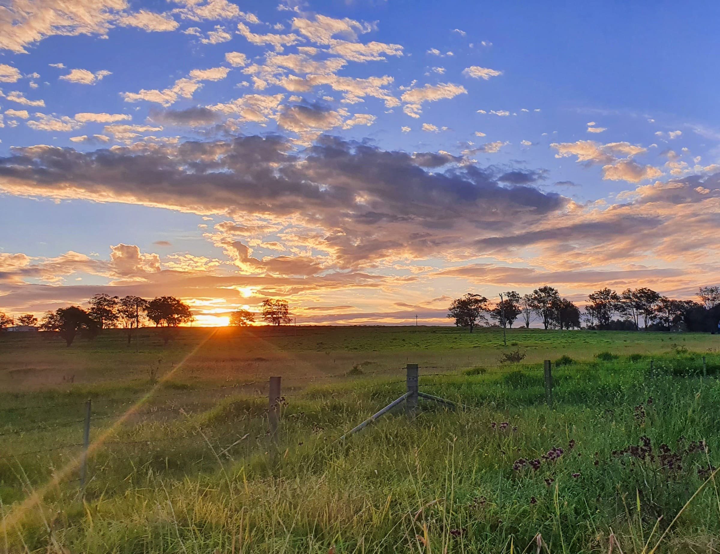 Paddock at golden hour with gum trees on the horizon