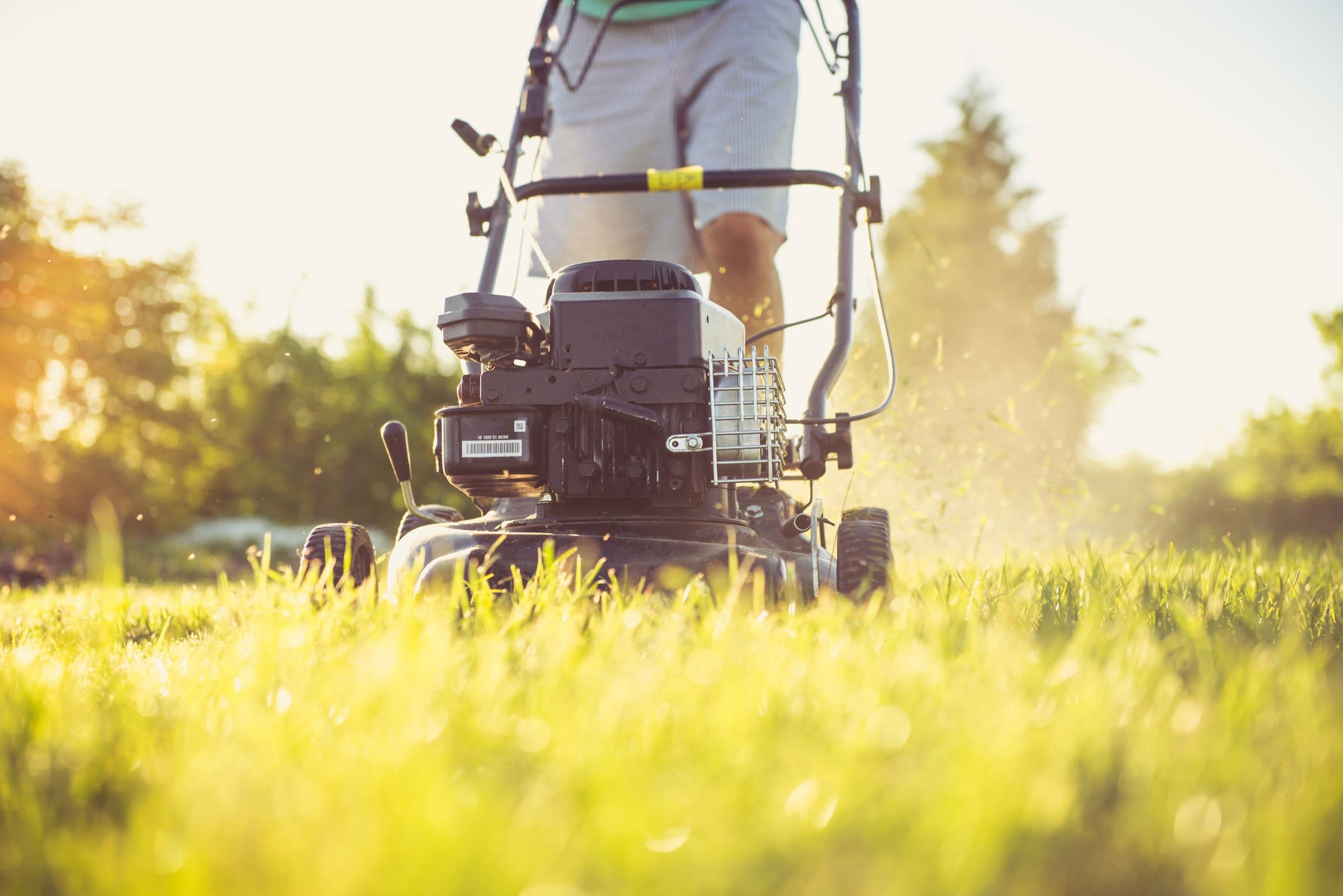 Lawn being mowed in golden afternoon light
